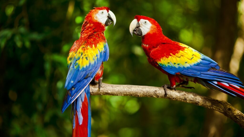 Macaw