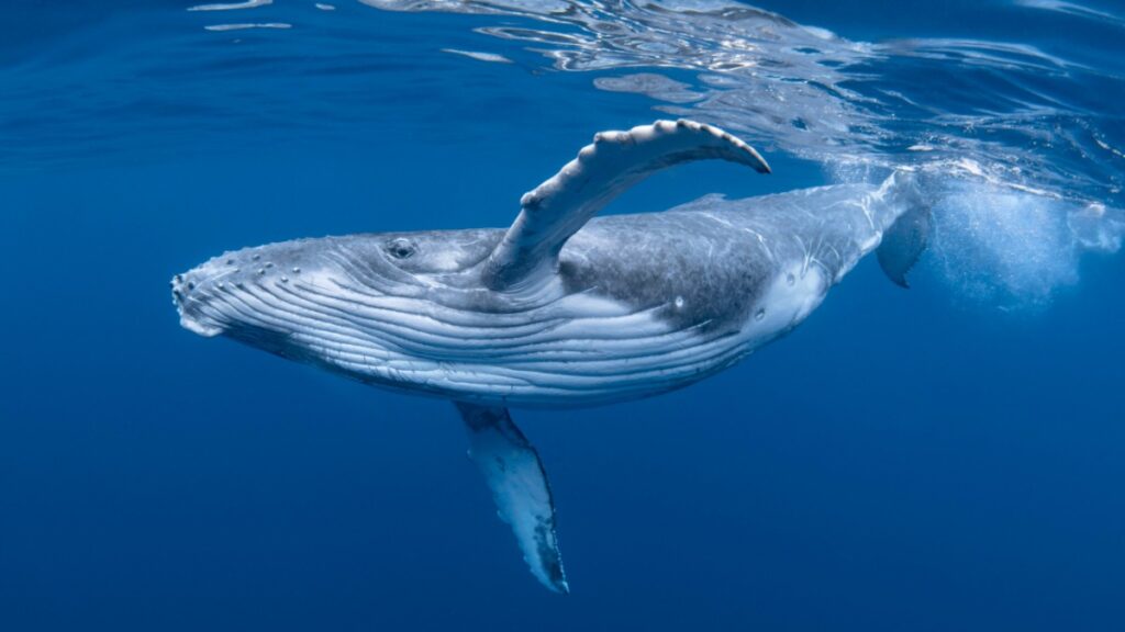 Bowhead Whale