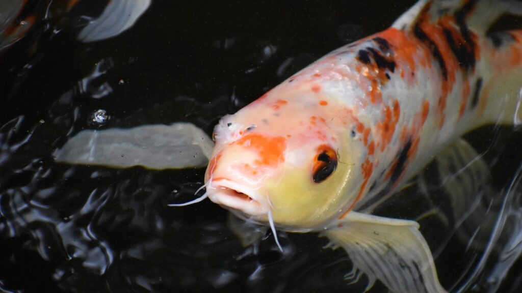 Koi Fish