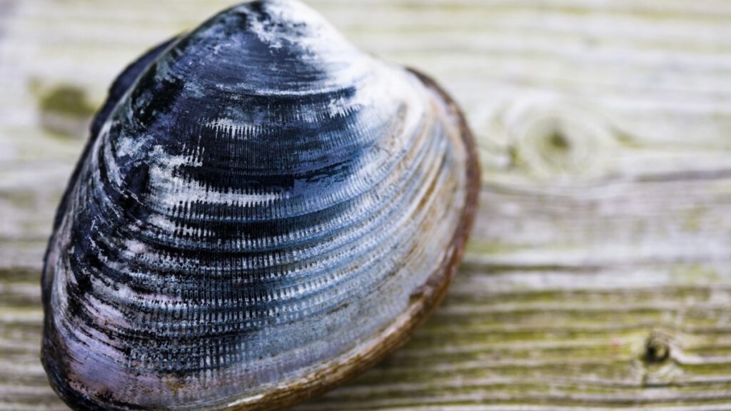 Ocean Quahog