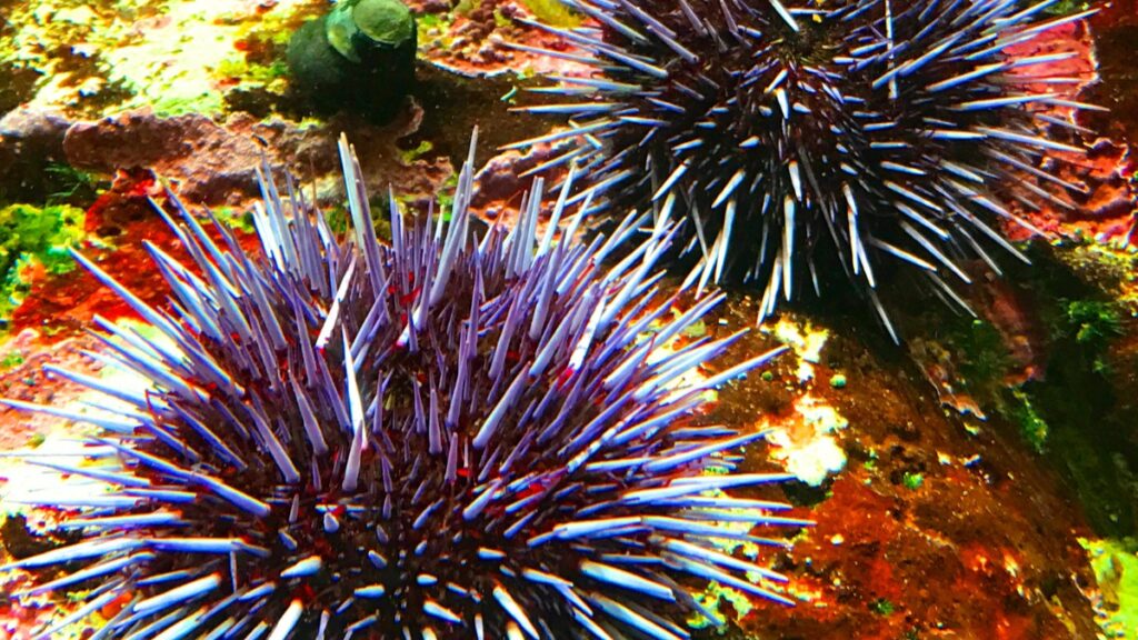 Red Sea Urchin