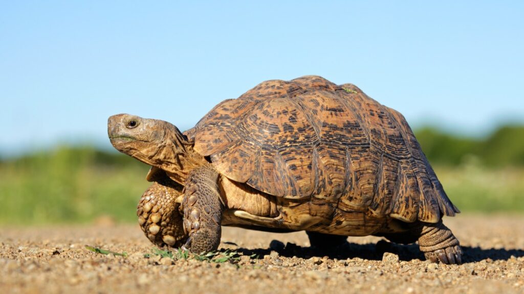 Tortoises