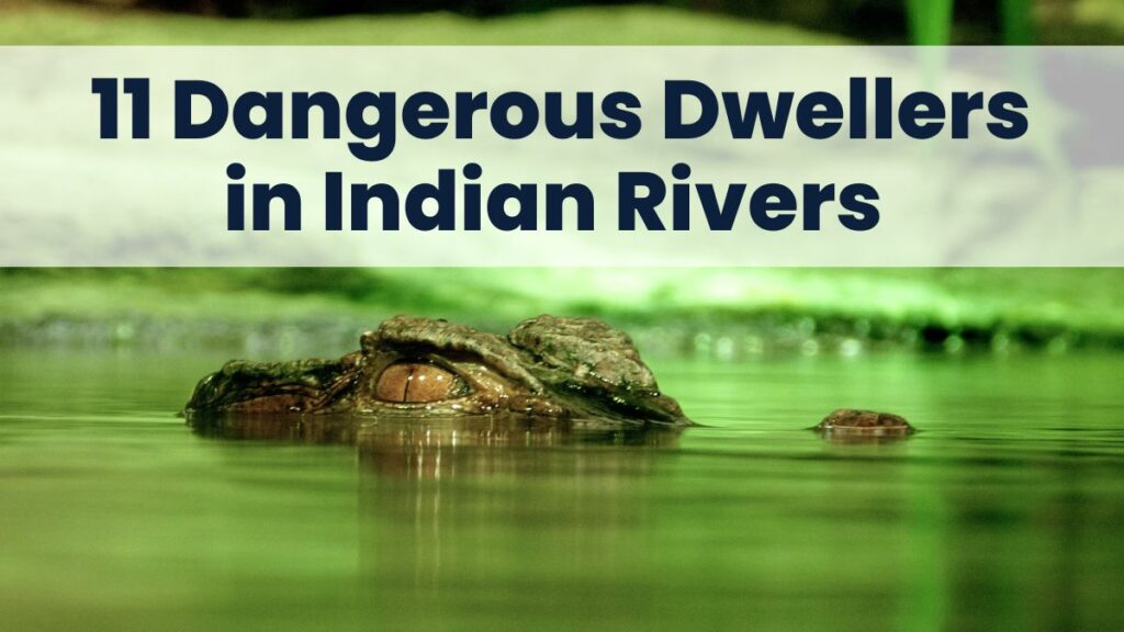 11 Most Dangerous Dwellers in Indian Rivers